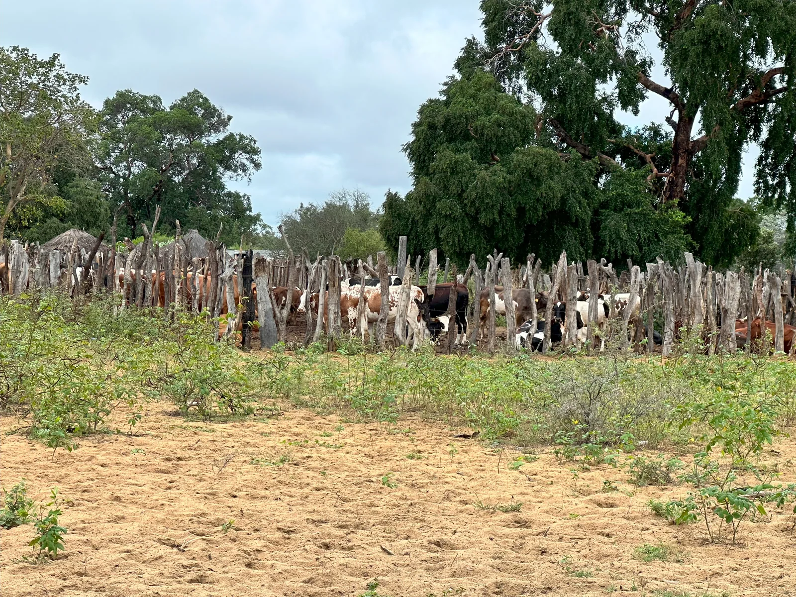 Cattle standing inside a wooden livestock enclosure beside trees